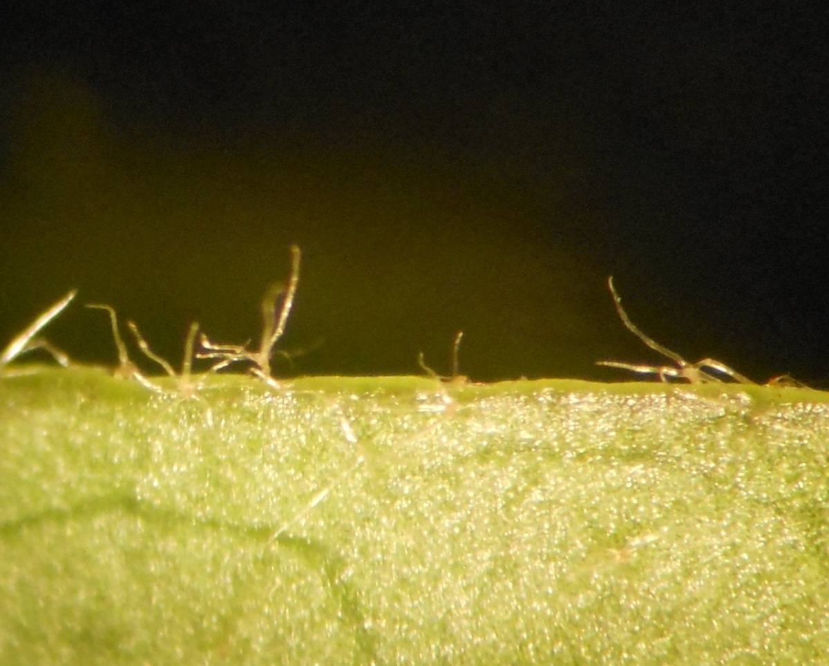 Hedera hibernica / Edera irlandese